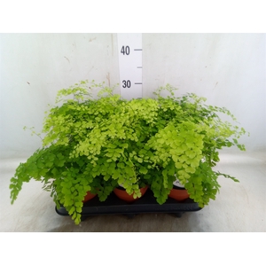 Adiantum raddi. 'Fragrans'
