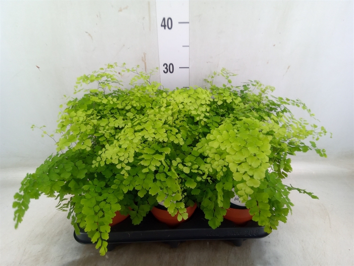 <h4>Adiantum raddi. 'Fragrans'</h4>