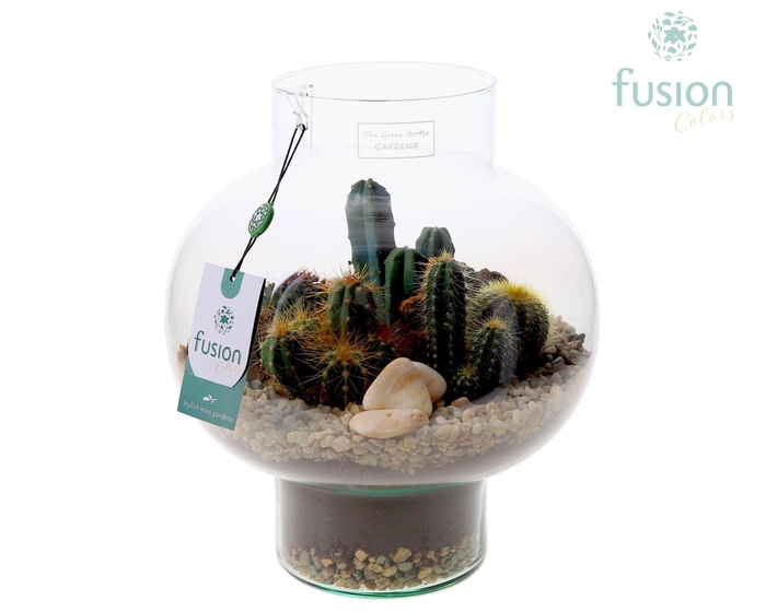 <h4>Green Bottle Laura Medium met Cactussen arrangement</h4>