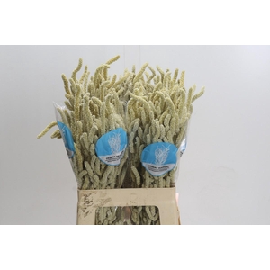 Amaranthus Yearming Desert
