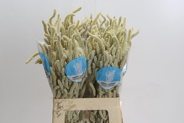 <h4>Amaranthus Yearming Desert</h4>