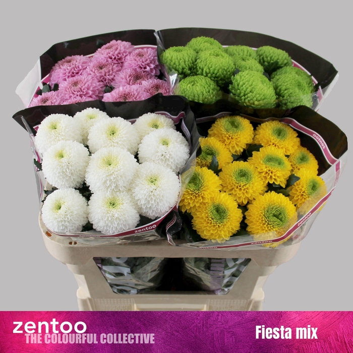 <h4>CHR G MIX FIESTA</h4>