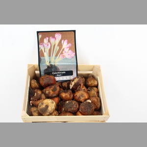 Bol Colchicum X 20