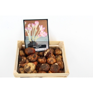 Bol Colchicum X 20