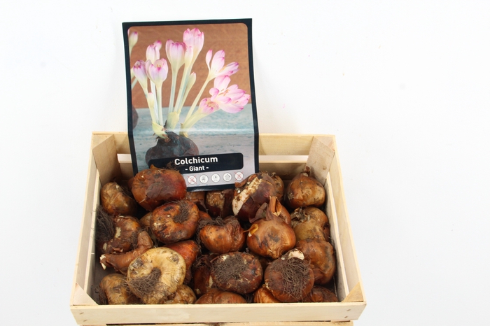 <h4>Bol Colchicum X 20</h4>