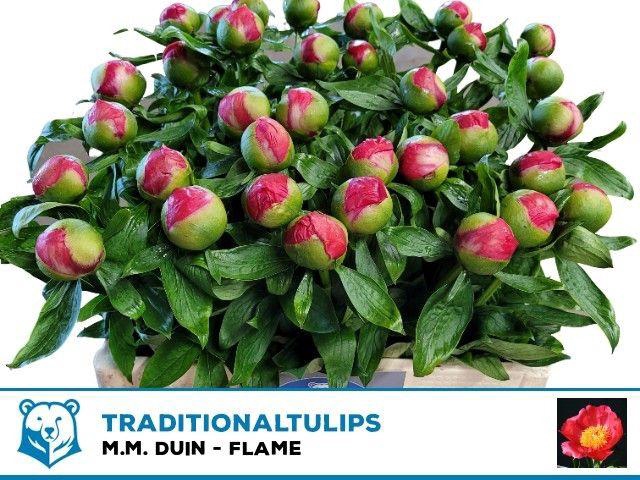 <h4>PAEO HH FLAME</h4>