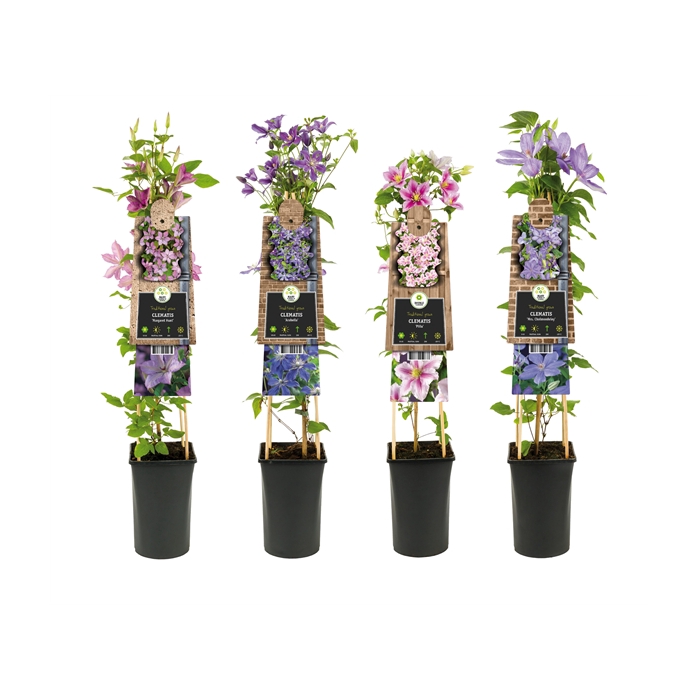 <h4>Mix CC Clematis +3.0 label</h4>