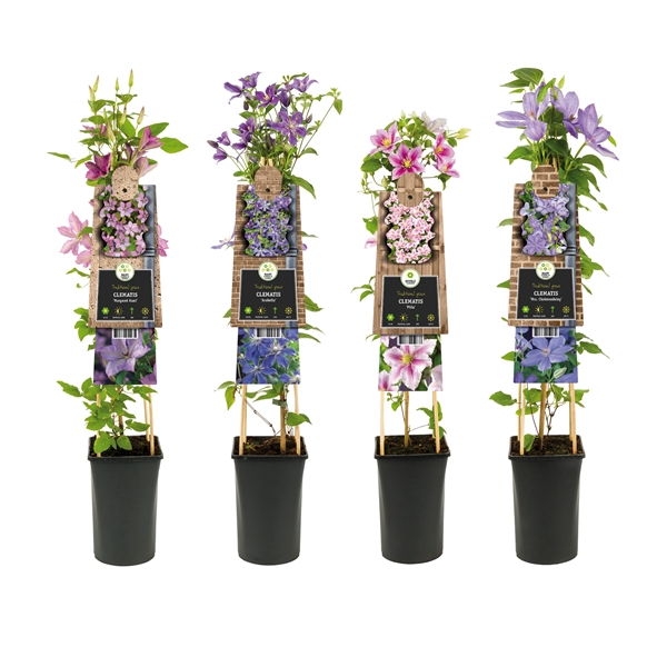 <h4>Mixtray Clematis +3.0 label</h4>