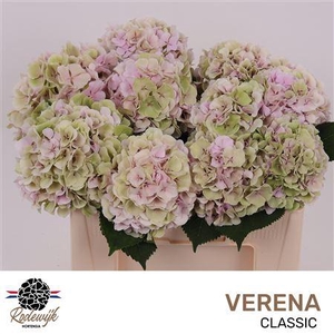 HYDR M CH VERENA CL