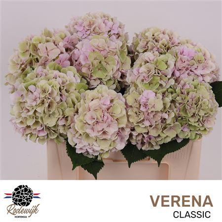 <h4>HYDR M CH VERENA CL</h4>