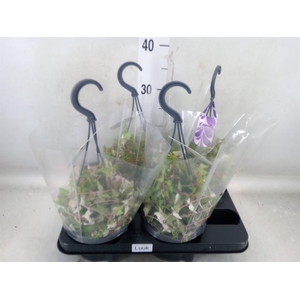 Ceropegia linearis 'Luuk'