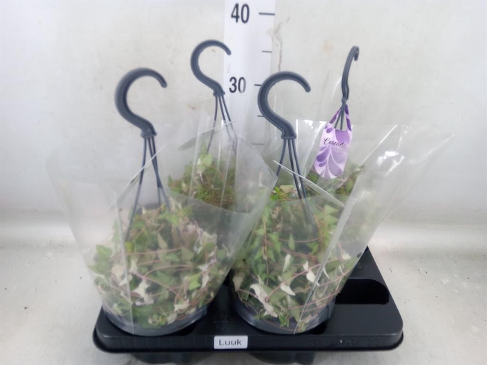 <h4>Ceropegia linearis 'Luuk'</h4>