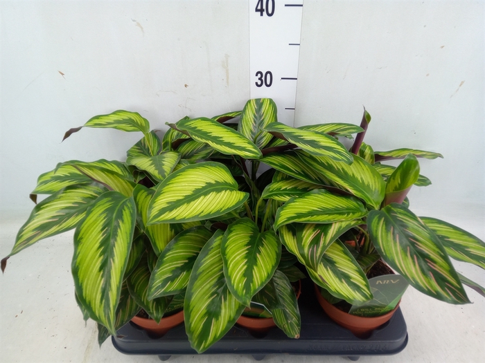 <h4>Calathea  'Beautystar'</h4>