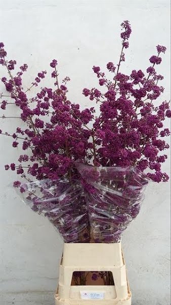 <h4>Callicarpa Profusion Aalst</h4>