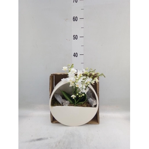 Arr.  Phalaenopsis MT 18+   H%