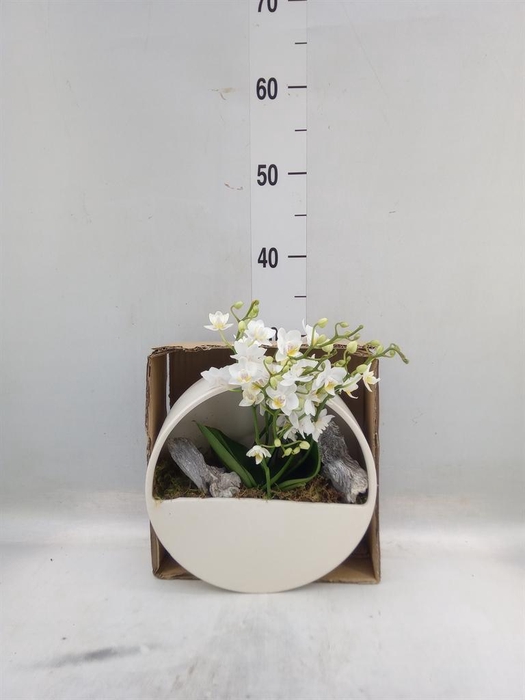 <h4>Arr.  Phalaenopsis MT 18+   H%</h4>