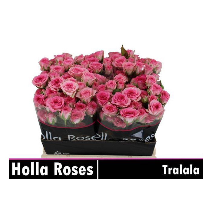 <h4>Tralala</h4>