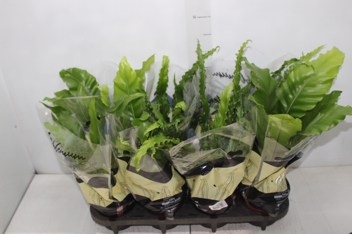 <h4>ASPLENIUM VARIADO P14</h4>