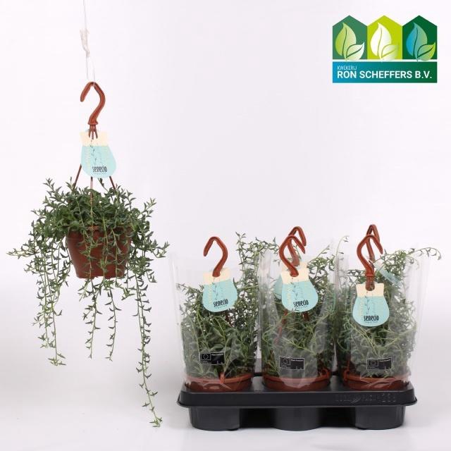 <h4>SENEC OV</h4>