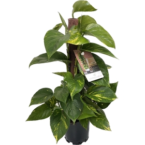 Scindapsus (Epipremnum) Kratistestok 50 cm