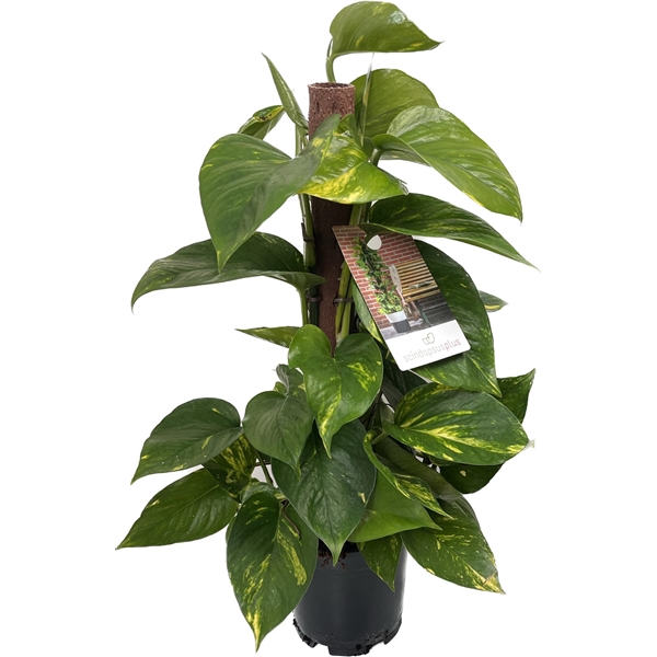 <h4>Scindapsus (Epipremnum) Kratistestok 50 cm</h4>