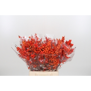 Ilex Ve Orange Glow