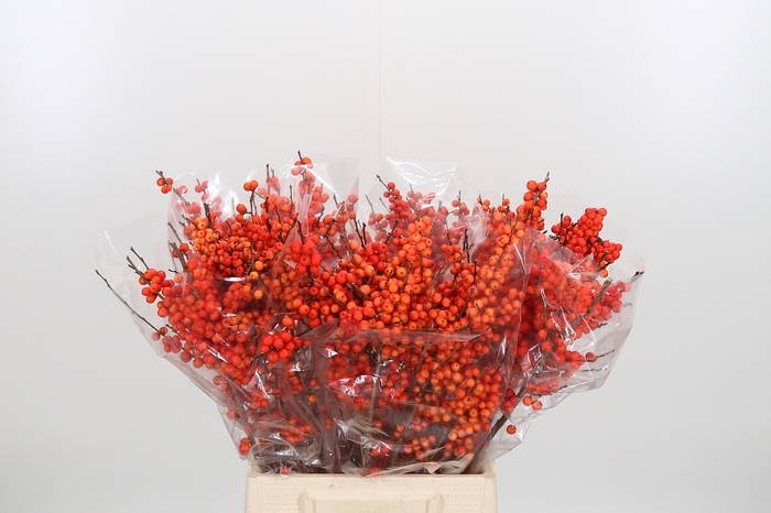 <h4>Ilex Ve Orange Glow</h4>