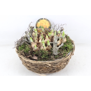 arr4 Narcis PL - Mand rond XL naturel