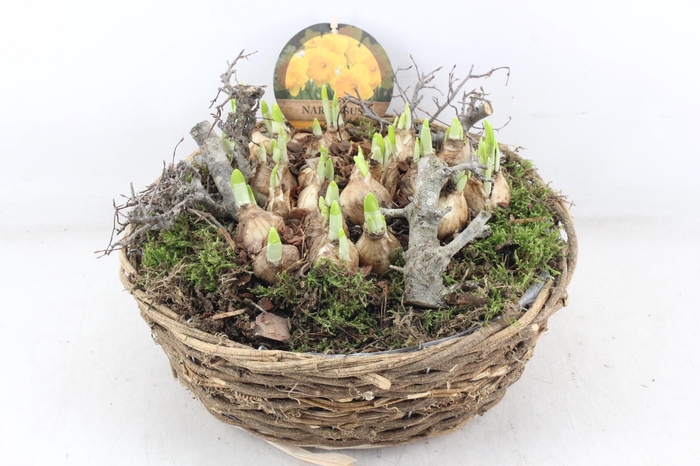 <h4>arr4 Narcis PL - Mand rond XL naturel</h4>