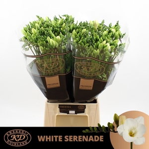 Freesia enk White Serenade