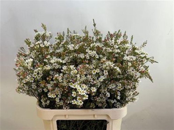 <h4>CHAME ME GIL</h4>