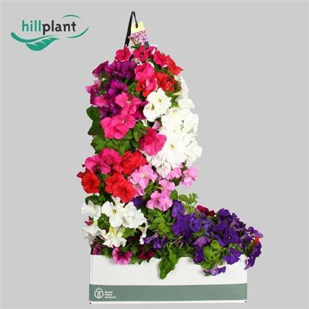 <h4>Petunia gemengd in pot</h4>
