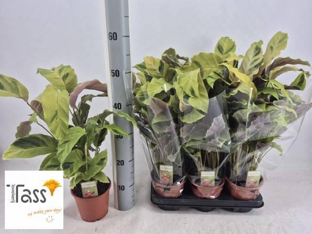 <h4>CALAT FUSION YELLOW</h4>