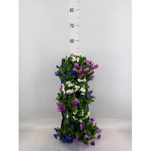 Viola corn. 'Evo Mini'   ...mix