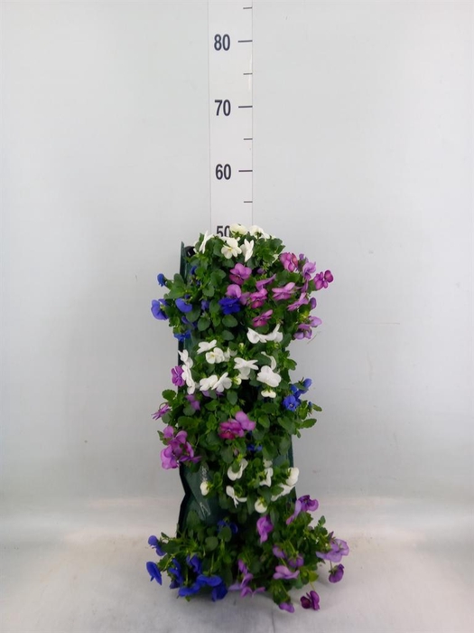 <h4>Viola corn. 'Evo Mini'   ...mix</h4>