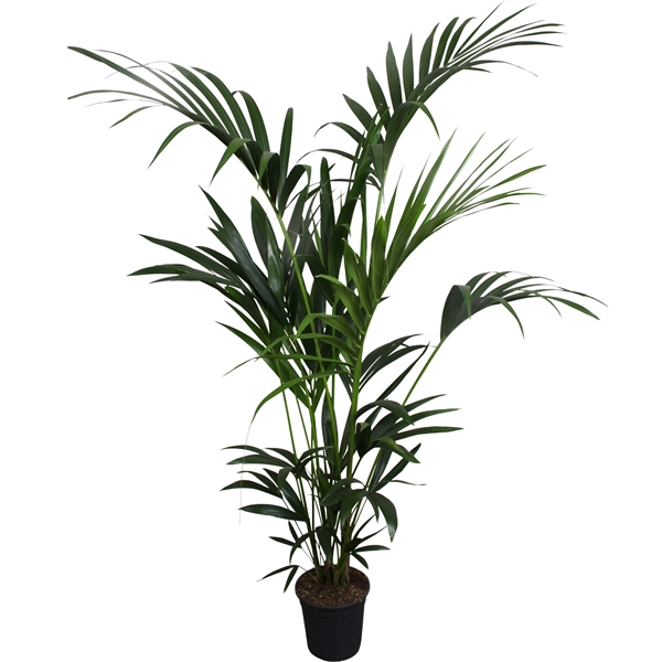 <h4>Howea forsteriana (Kentia) 5 pit 160-180cm</h4>