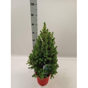 PICEA GL DECEMBER