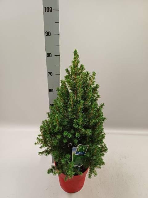 <h4>PICEA GL DECEMBER</h4>