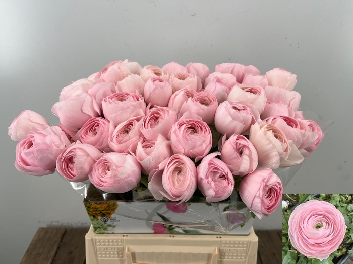 <h4>RAN SU HANOI</h4>