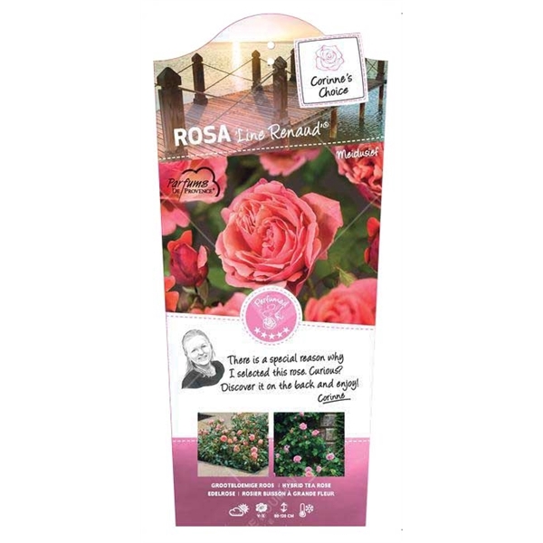 <h4>Rosa 'Line Renaud' - Struik - VP5 - Categorie 3</h4>