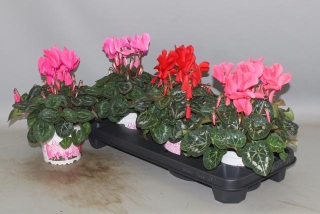 <h4>CYCL GR SUP XL</h4>