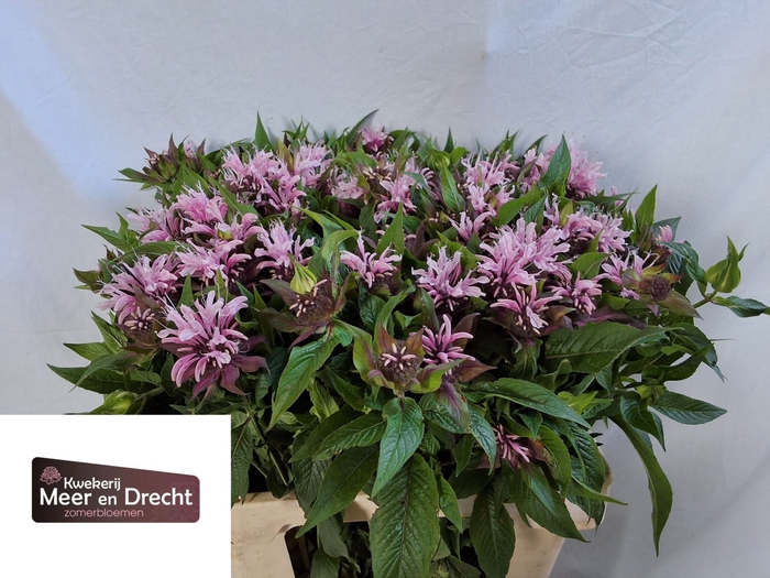 <h4>Monarda Beauty of Cobham</h4>
