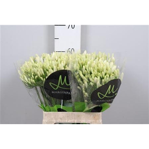 Agapanthus  'Gletsjer'