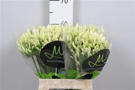<h4>Agapanthus  'Gletsjer'</h4>