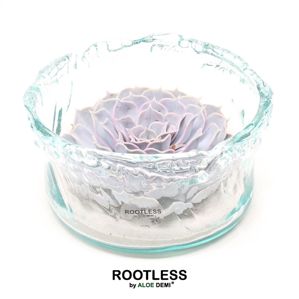 <h4>ROOTLESS Echeveria lilacina, Green glass</h4>