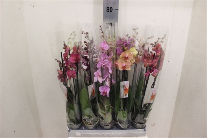 <h4>Phal Gemengd 4 Tak</h4>