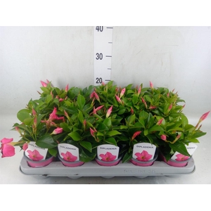 Mandevilla sand. 'Rio Pink'