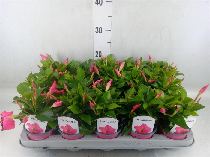 <h4>Mandevilla sand. 'Rio Pink'</h4>