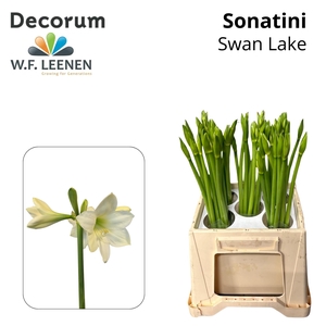 Sonatini Swan Lake 865 (Water)