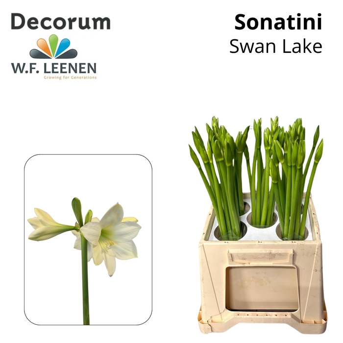 <h4>Sonatini Swan Lake 865 (Water)</h4>